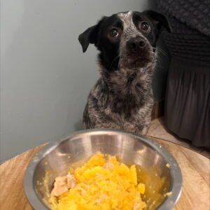 Gourmet para Mascotas