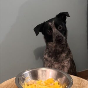 Puré de Camote y Pollo